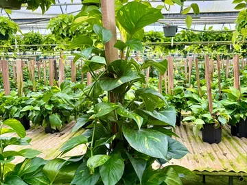 Golden Pothos Totem Pole
