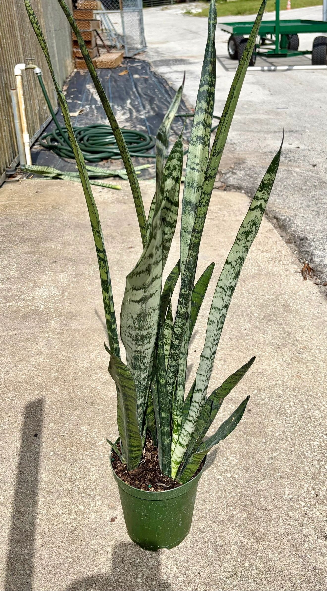 Sansevieria Zeylanica