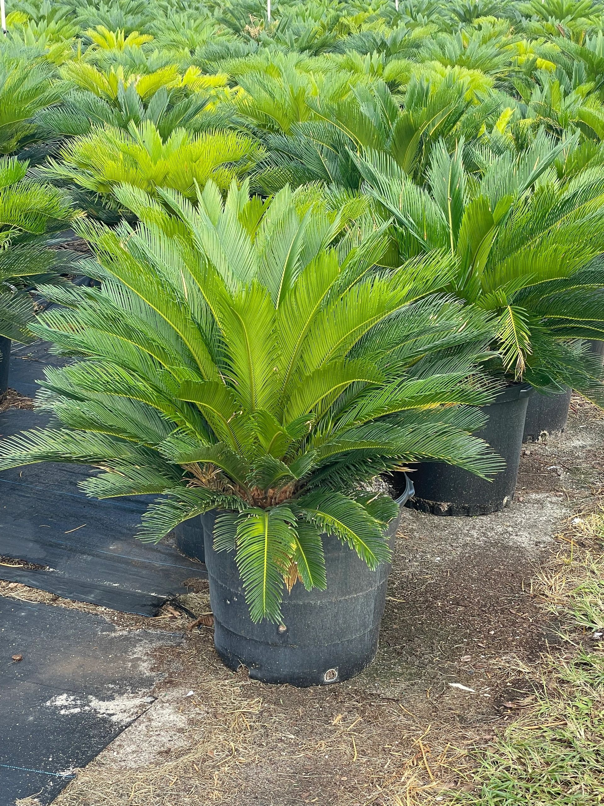 Cycas Revoluta (Sago Palm)