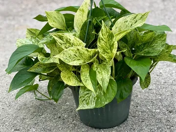 Marble Queen Pothos Hanging Basket