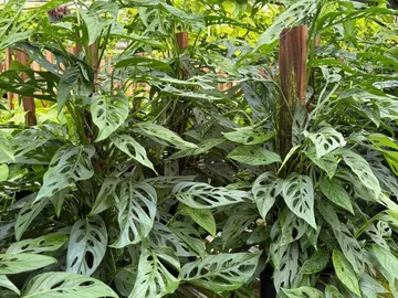 Monstera Adansonii Totem Pole