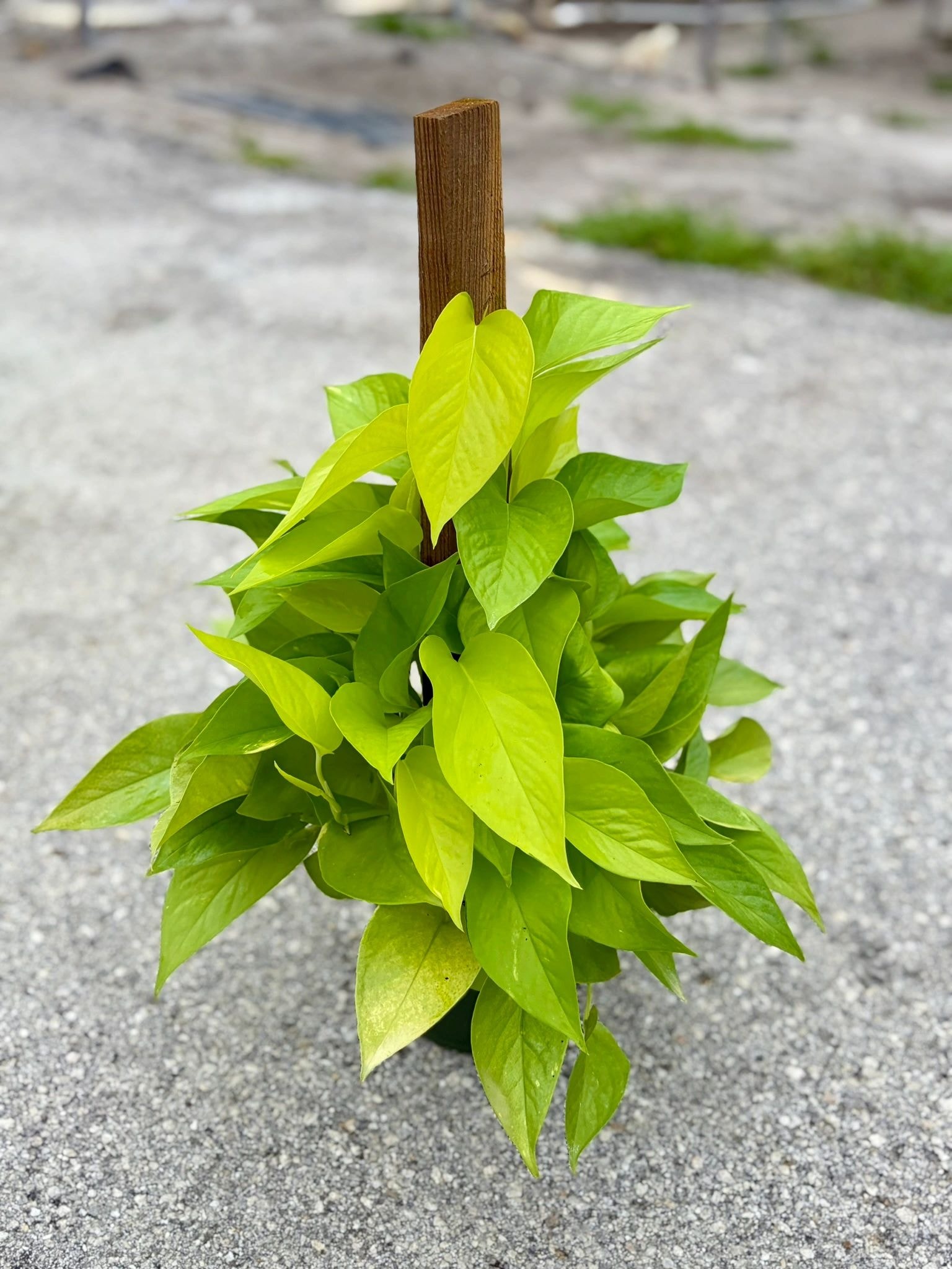 Neon Pothos Totem Pole