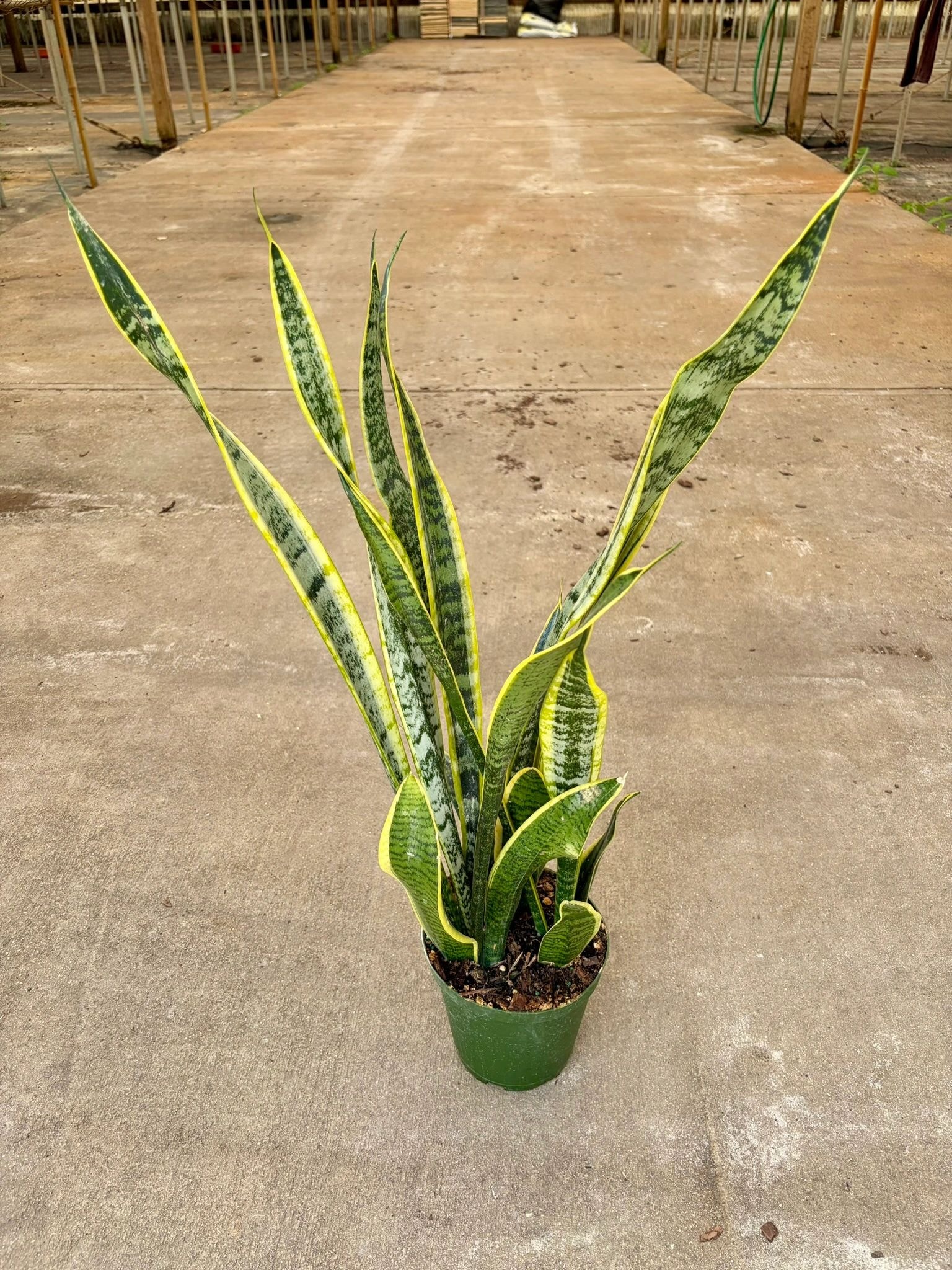 Sansevieria Laurentii