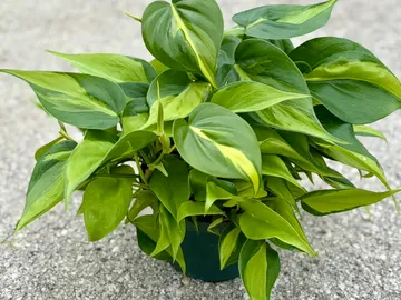 Philodendron Brazil Hanging Basket