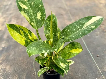 Philodendron Congo Nuclear Galaxy