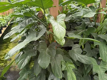 Philodendron Panduriforme Totem Pole
