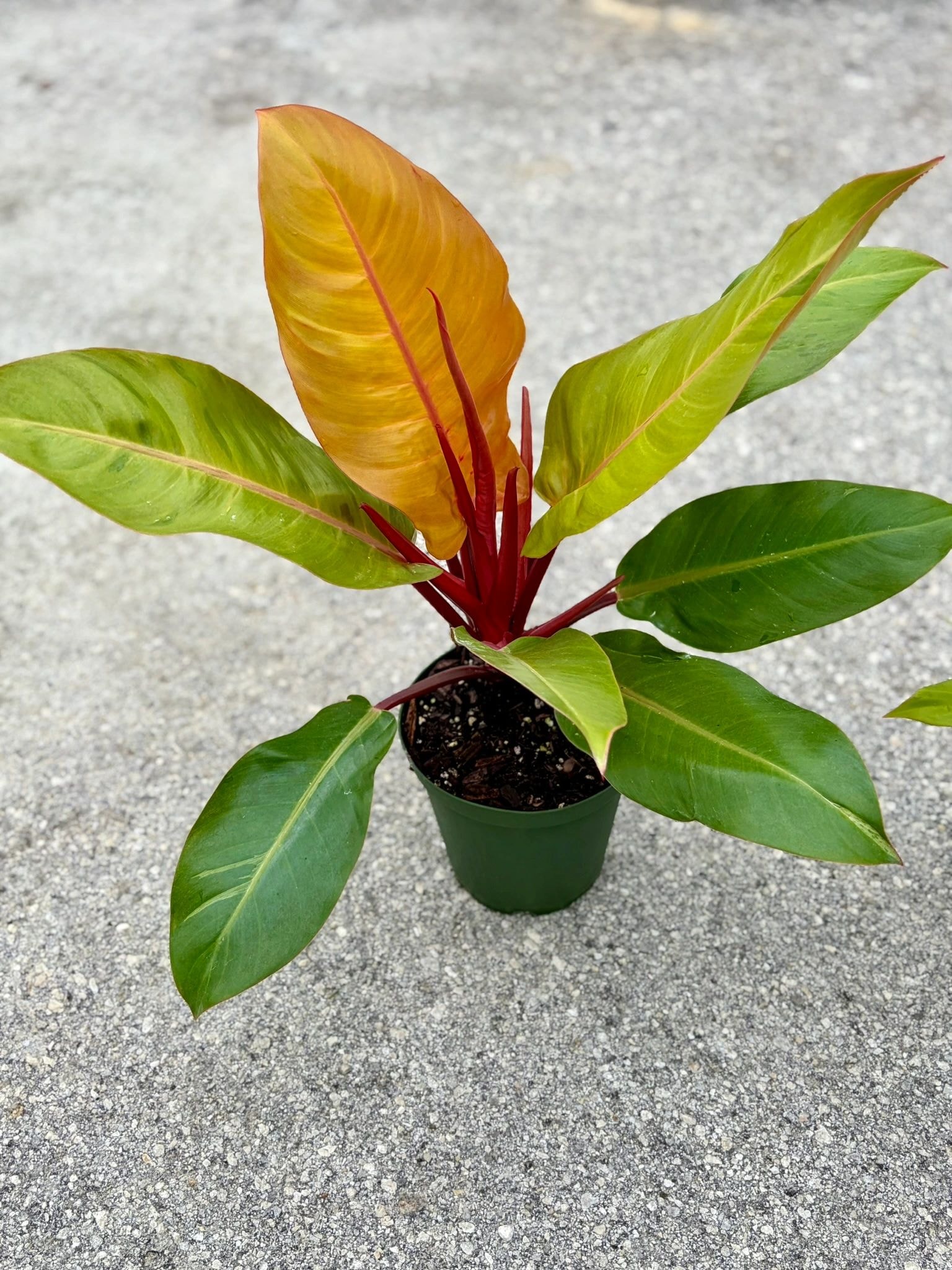 Philodendron Prince Orange