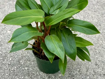 Philodendron Red Emerald