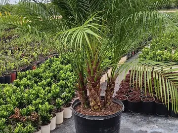 Phoenix Roebelenii