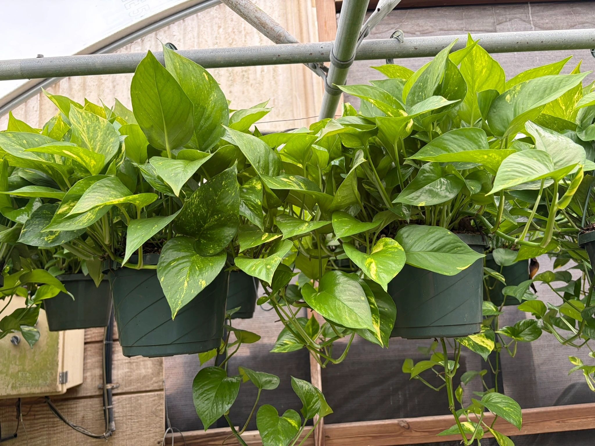 Golden Pothos Hanging Baskets