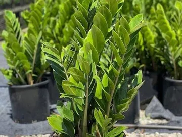 ZZ Plant